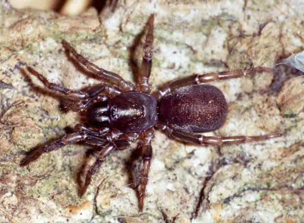 Exemplar da aranha Fufius minusculus, que pode medir até um centímetro de comprimento, descrita por pesquisadores brasileiros (Foto: Divulgação/Rogerio Bertani)