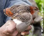 A BirdLife International a e Sociedade Portuguesa para o Estudo das Aves (SPEA) alertam esta semana para o novo alcance máximo histórico do número de aves listadas como “Em perigo crítico” com a publicação da “Lista Vermelha das Aves”. (Foto: Divulgação)