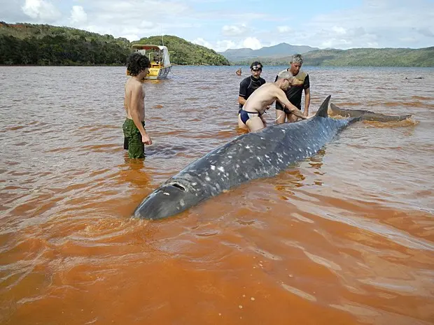 (Foto: ONG Operação Cetáceos/Divulgação)