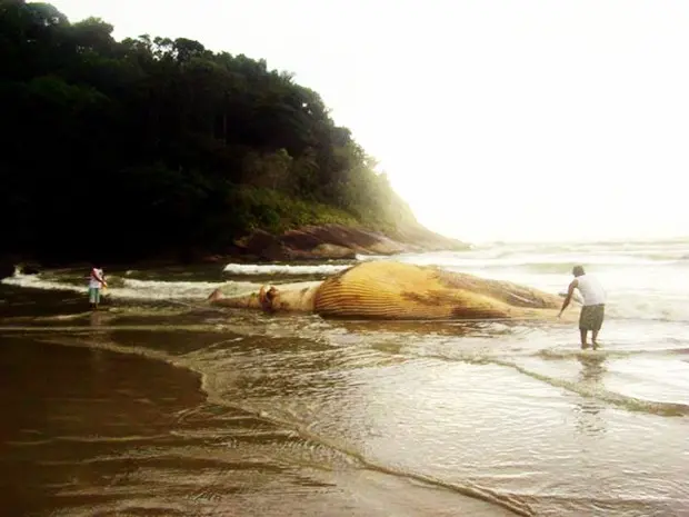 Carcaça de baleia encalha em praia de Peruíbe, no litoral de SP (Foto: Thiago Nascimento/Arquivo Pessoal)