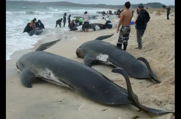 Vinte baleias mortas foram encontradas no litoral de Gana. (Foto: Reprodução)