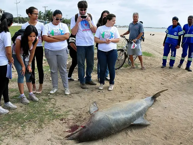 Golfinho apareceu vivo mas morreu na Praia da Barra, em Macaé (Foto: Flávio Sardou / Divulgação)
