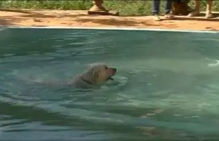 A cadela correu para avisar a mãe do garoto, que, ao vê-la molhada, logo entendeu que o filho poderia ter pulado na piscina. (Foto: Divulgação)