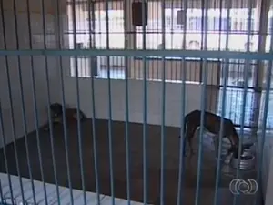 Cães podem ser adotados no CCZ de Palmas (Foto: Reprodução/TV Anhanguera)
