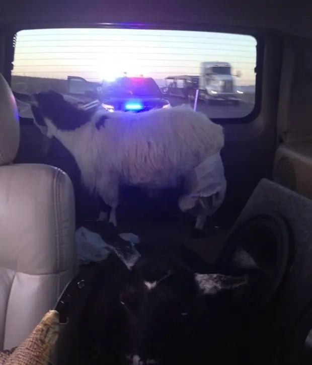 Jose Canseco foi parado pela polícia em Las Vegas depois de ser flagrado levando duas cabras no carro (Foto: Reprodução/Twitter/Jose Canseco)