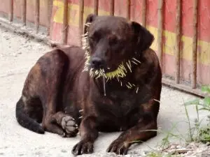 Cão foi ferido por ouriço e ficou com focinho coberto por espinhos (Foto: Kelly Sampaio/TEM Você)