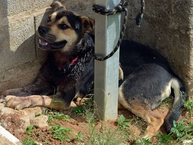 Cão abandonado aguardou quase 1 dia todo para ser resgatado (Foto: Samantha Silva/ G1)