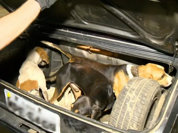 Animais estavam presos em porta-malas (Foto: Reprodução/ TV Gazeta)