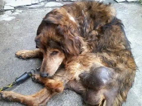 Protetora teme que cadela morra antes de conseguir ajuda, pois está completamente debilitada. (Foto: Divulgação)
