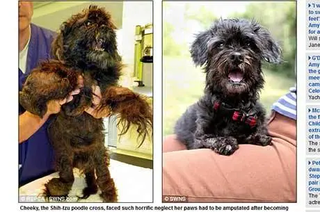 Agora chamada Florence, cadelinha está se acostumando à sua nova condição. (Foto: Reprodução/dailymail.co.uk)