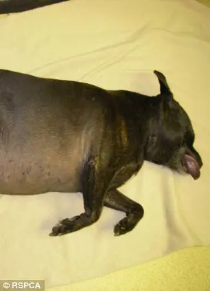 Millie, um Staffordshire Bull Terrier, morreu depois de uma hora dentro do carro, com temperaturas atingindo cerca de 30°C.