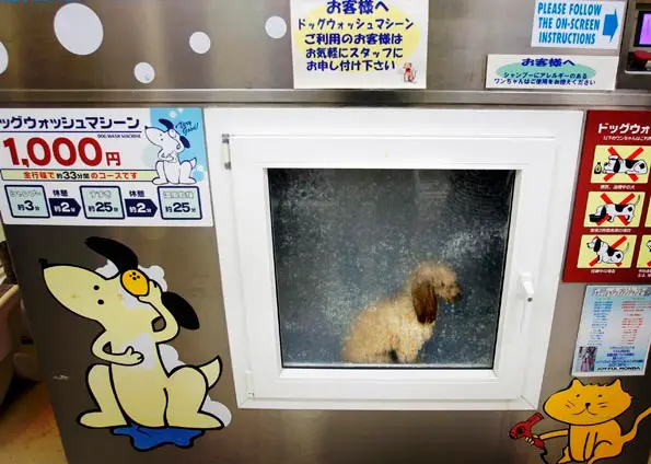 O cachorro é obrigado a permanecer durante 30 minutos na máquina (Foto: AP Photo/Itsuo Inouye)