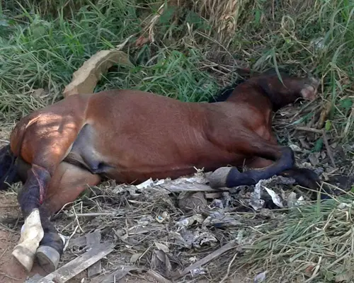 Cavalo caiu de um barranco e por pouco não teve que ser morto. (Foto: Divulgação)