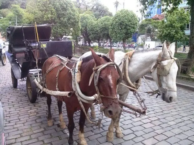 Cavalos de charretes em Petrópolis foram vistoriados pela Ong Anima Vida (Foto: Andressa Canejo)