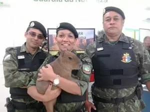 A capivara "Jorge' com a equipe da polícia ambiental (Foto: Soldado Ediley )