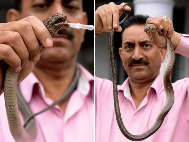 Cobra-rei foi capturada em fábrica nos arredores de Amritsar (Foto: Narinder Nanu/AFP)