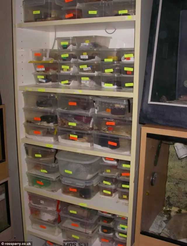 Pauline Wallace mantinha 100 cobras vivas em potes de plástico empilhados do chão ao teto de sua casa. Inspetores da RSPCA visitaram a propriedade em julho, depois de receber uma chamada expressando preocupação pelo bem-estar dos animais.