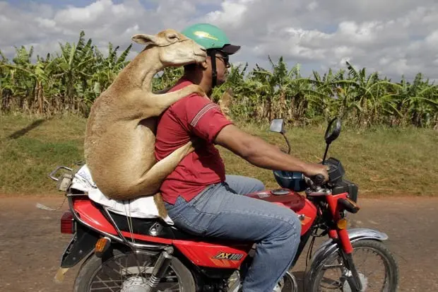 Um cubano foi flagrado em Havana, capital do país, carregando um carneiro em uma moto.  (Foto: Franklin Reyes/AP)