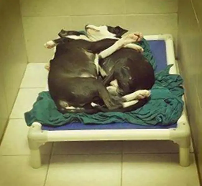 Os irmãos dormem abraçadinhos.(Foto: Divulgação/Chester County SPCA)