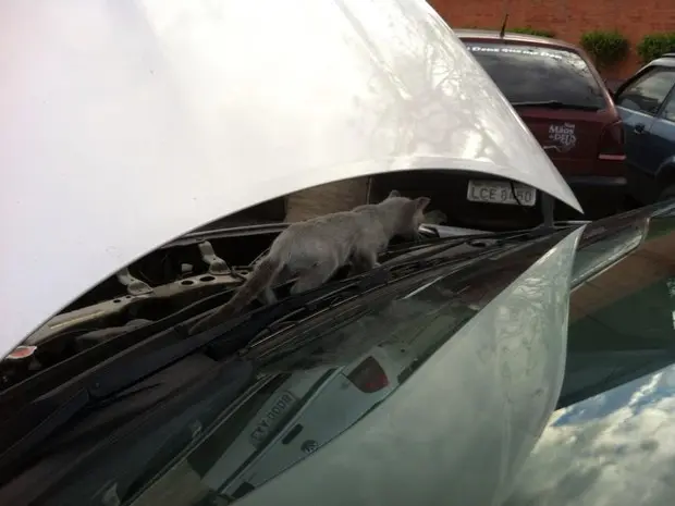 O motorista Bruno Machado encontrou o gato embaixo do capô do carro, na Via Dutra (Foto: Bruno Machado)