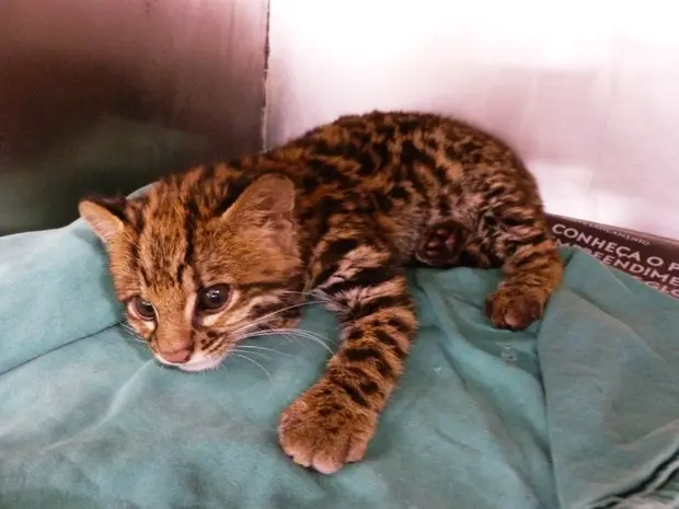 Filhote de gato-do-mato-pequeno foi transferido para Uberlândia (Foto: Cláudio Yudi/Arquivo Pessoal)