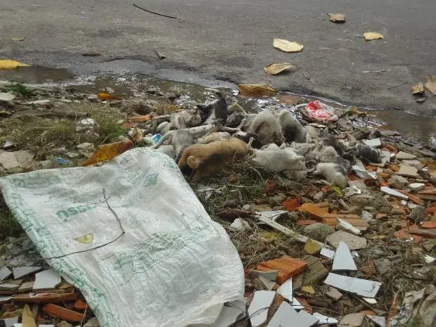 Corpos de gatos e cães foram encontrados perto de um saco. (Foto: Stephanie Carvalho/ G1)