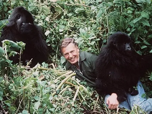 David Attenborough com os gorilas do Ruanda, em 1978 (Foto: DR)