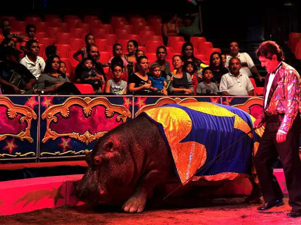 Hipopótamo é explorado em ‘espetáculo’ do Circo do Chaves, em Guadalajara, no México. (Foto: Reinaldo Marques / Terra)