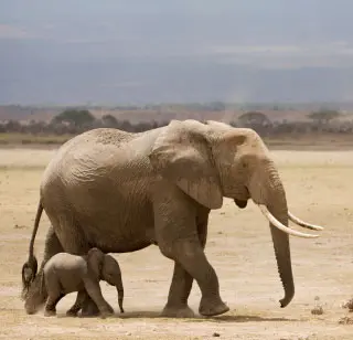 Estudo analisou elefantes da África do Sul para avaliar efeitos negativos da orfandade e do abandono. (Foto: Scientific American)