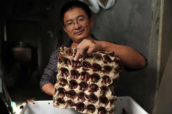Wang Fuming em sua fazenda em Jinan, cria baratas para indústria farmacêutica e de cosméticos. Foto: LA Times