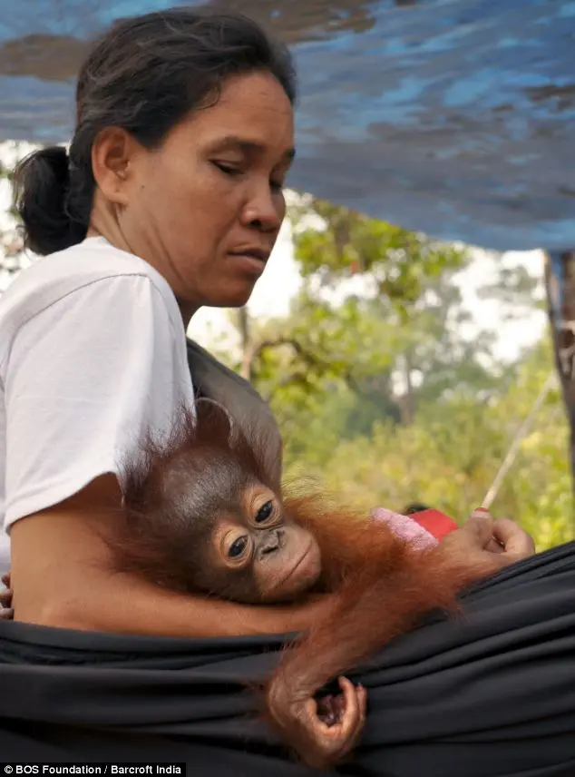 Resgate: Ele está sendo cuidado por uma babá em tempo integral no Centro de Resgate de Nyaru Menteng, no Borneo Indonésio.