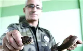 Policial segura uma das cobras capturadas (Foto: Divulgação)
