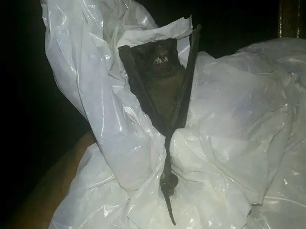 Morcego entra em apartamento no centro de Palmas e assusta jovens (Foto: Nubia Bitencour/Divulgação)
