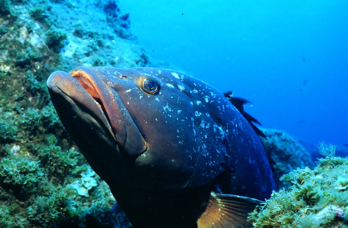 O peixe Mero é considerado uma espécie em extinção (Foto: Reprodução Internet)