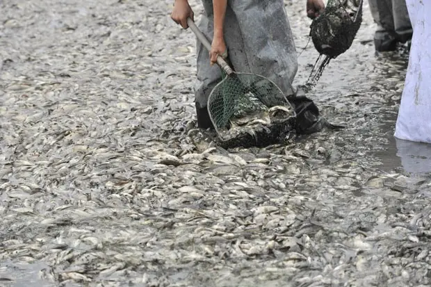 Mais de 10 mil peixes mortos foram encontrados.  (Foto: Reuters/China Daily)