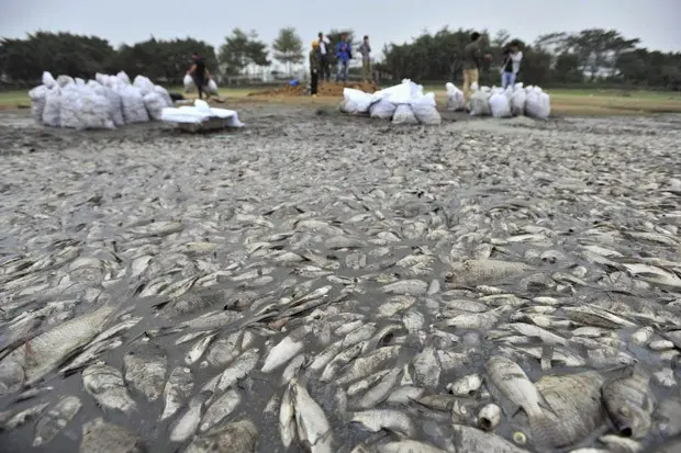 Um cano de esgoto foi encontrado próximo ao local onde os peixes foram encontrados mortos em lago da China. (Foto: Reuters/China Daily)