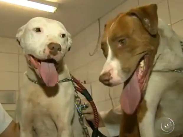 Após quase um mês na clínica veterinária, as duas cadelas recuperam o peso e ganham um novo lar. Quem adotou, uma advogada, levará as duas para uma chácara em Araçoiaba da Serra, cidade vizinha.