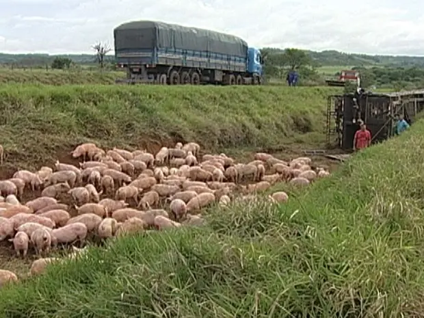 Porcos ficaram às margens da rodovia (Foto: Reprodução / TV Integração)
