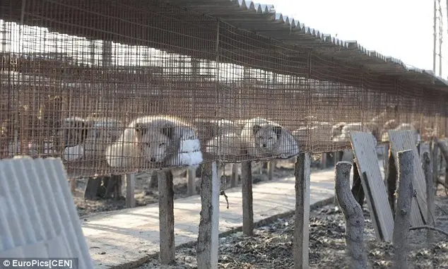 Centenas de animais são confinados em pequenas jaulas à espera de serem mortos friamente.
