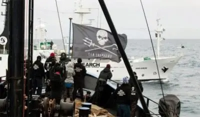 Sea Shepherd liderou uma campanha bem sucedida, a Operação Tolerância Zero, em 2012. (Foto: Ecorazzi)