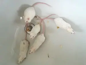 Ativista conta que recebeu roedores levados do Instituto Royal. (Foto: Karina Trevizan/Divulgação)