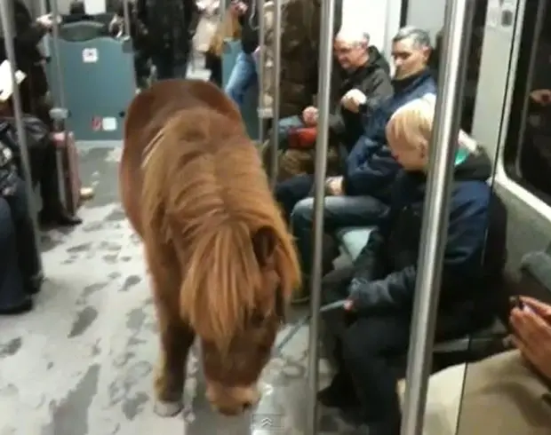 Passageira foi filmada viajando com pônei em trem na Alemanha (Foto: Reprodução)