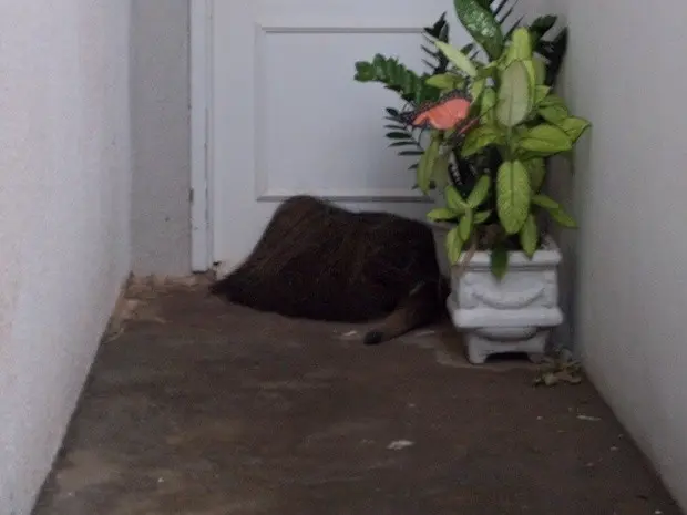 Tamanduá estava na porta da casa de um condomínio (Foto: Simone Fabiana/TEM Você)