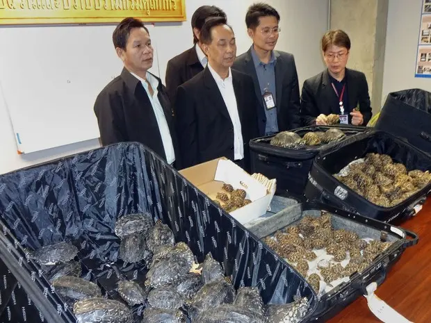 Centenas de tartarugas foram achadas em malas no aeroporto de Bangcoc. (Foto: Thai Customs/AFP)