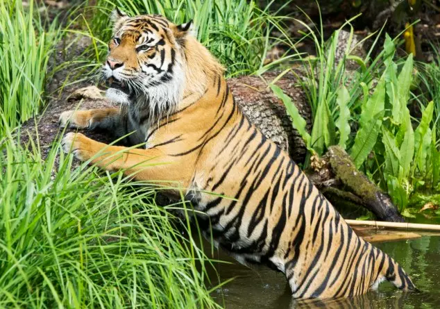 Tigre de sumatra que era confinado em zoológico particular foi realocado.