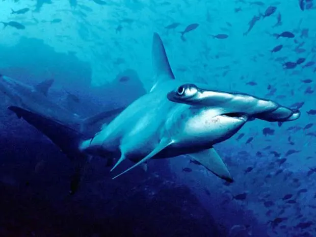 Imagem de tubarão-martelo comum, o Sphyrna lewini, que é externamente igual à nova espécie Sphyma gilberti  (Foto: Barry Peters/ Wikimedia Commons)