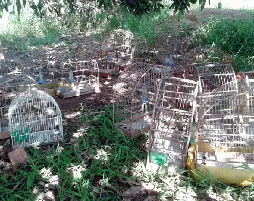 PM Ambiental apreendeu 18 pássaros silvestres em chácara em Piracicaba (Foto: Polícia Militar Ambiental)