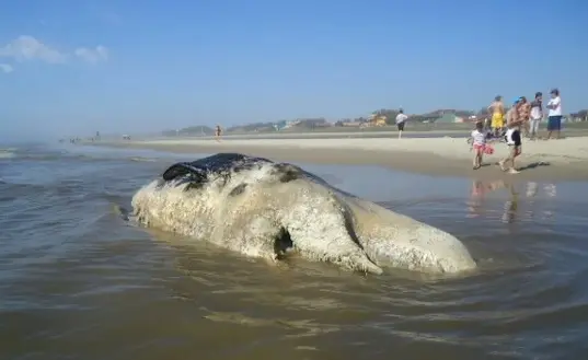 Baleia em estado de decomposição foi encontrada na beira da praia de Oásis do Sul (Foto: Tenente Aurélio Freitas de Carvalho/Patram/Tramandaí)