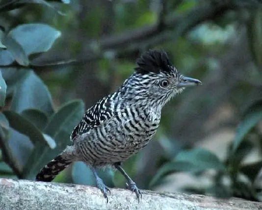 Pássaro raro em áreas urbanas chama a atenção de internauta em MS (Foto: Fátima Carvalho/VC no G1 MS)
