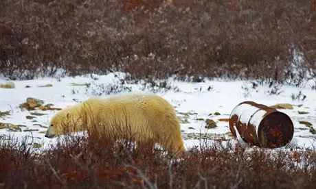Urso polar passa por lata de petróleo na Baía de Hudson, no Canadá. Foto: Paul J. Richards/AFP/Getty Images